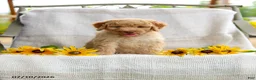 Mini Goldendoodle dogs for sale: Jeremy - Ad 1