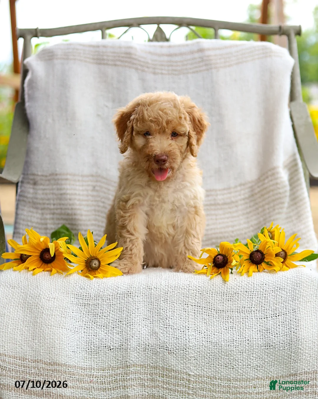 Mini Goldendoodle dogs for sale: Jeremy - Ad 1