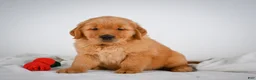 Golden Retriever dogs for sale: Romeo - Ad 4