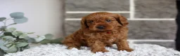 Cavapoo dogs for sale: Solly  - Ad 5