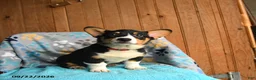 Welsh Corgi Pembroke dogs for sale: Remy - Ad 3