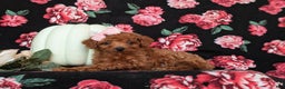 Toy Poodle dogs for sale: Tiara - Ad 4