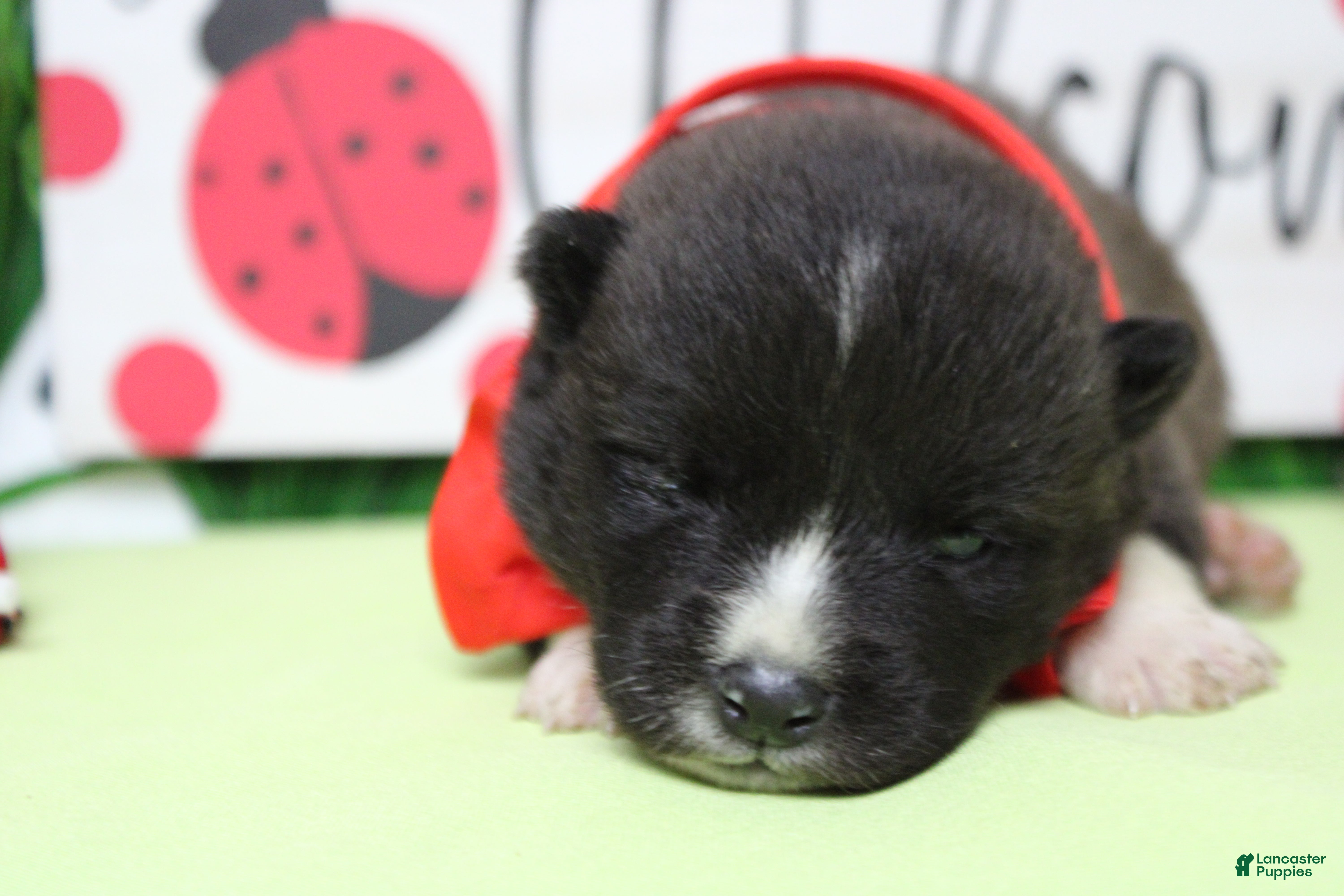 Akita dogs Gala - Ad 6