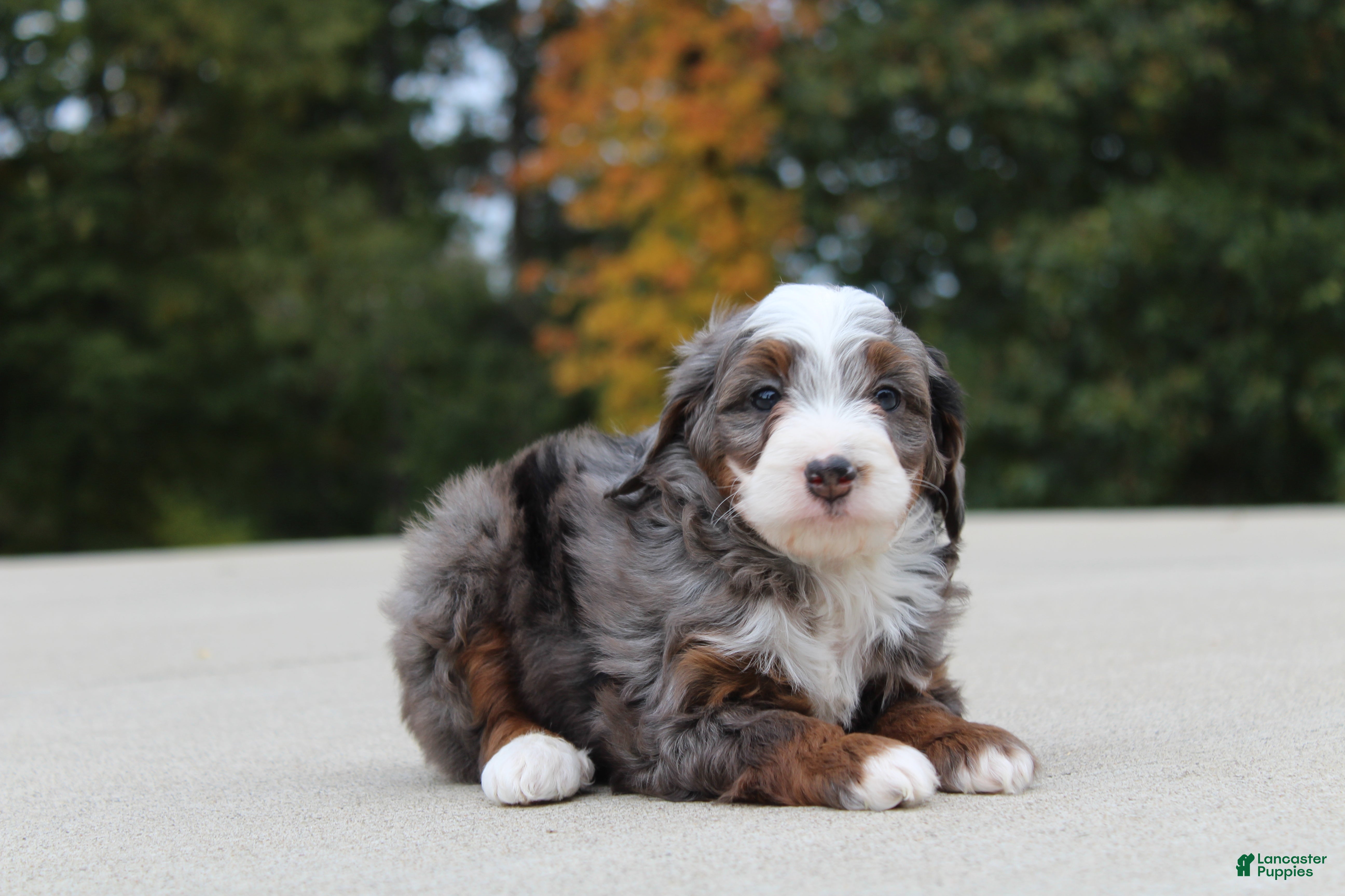 Mini Bernedoodle dogs Meno  - Ad 1