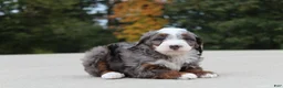 Mini Bernedoodle dogs for sale: Meno  - Ad 1