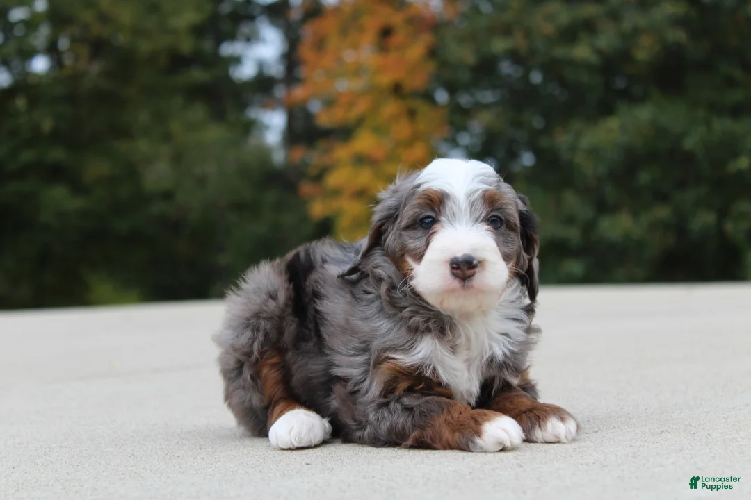 Mini Bernedoodle dogs for sale: Meno  - Ad 1