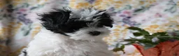 Mixed Breed dogs for sale: Patches  - Ad 4