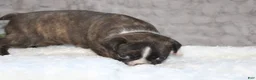Boston Terrier dogs for sale:    GAVEN    *AKC* - Ad 4