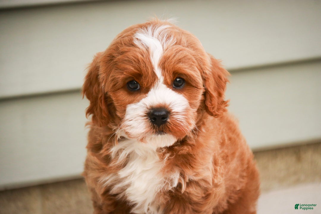 Cavapoo dogs for sale: Kohen - Ad 8