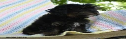 Havapoo dogs for sale: Sprinkle - Ad 3
