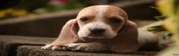 Basset Hound dogs for sale: Oscar Basset Hound  - Ad 5
