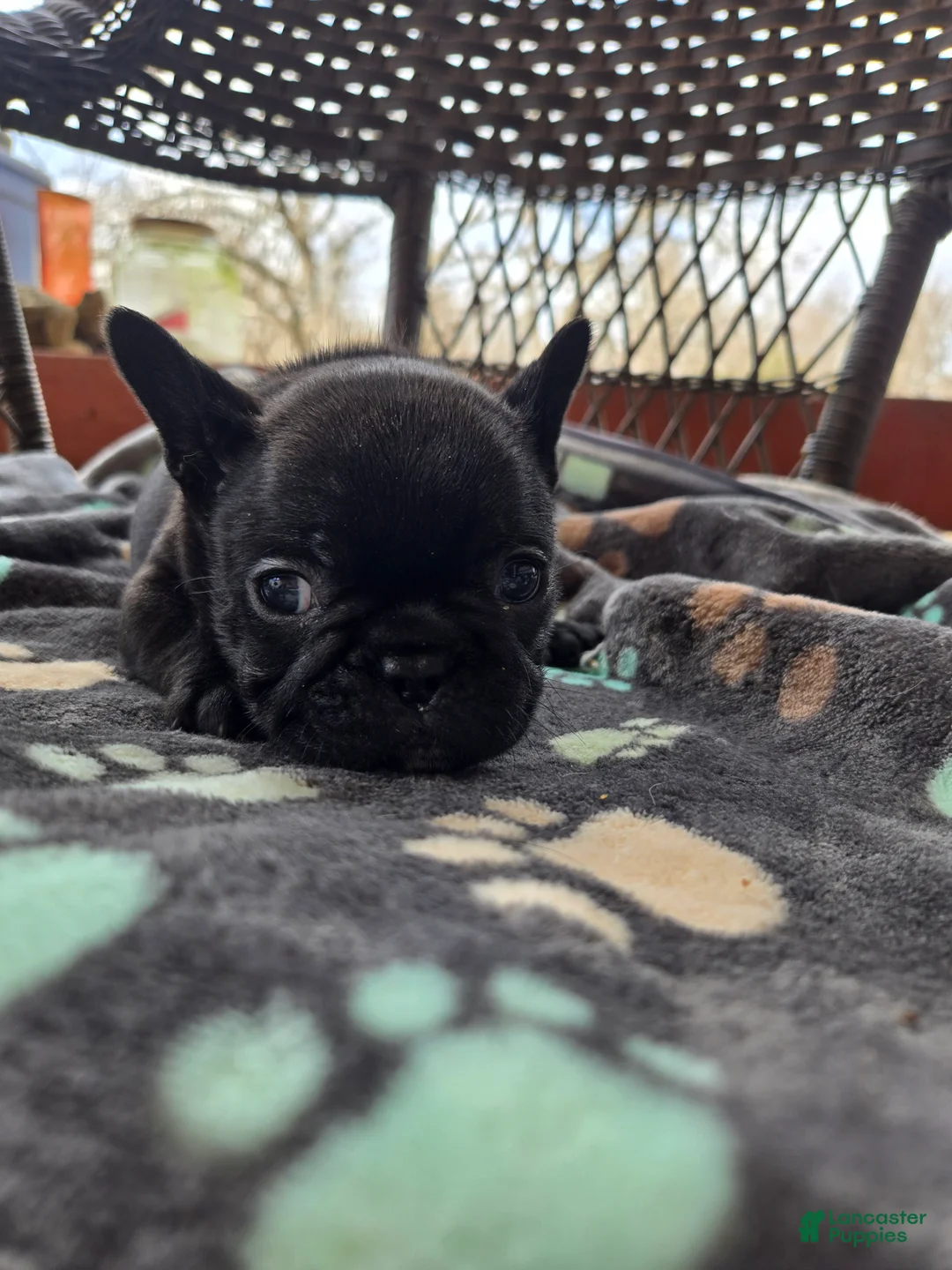 French Bulldog dogs for sale: French Bulldog Puppy mac - Ad 2