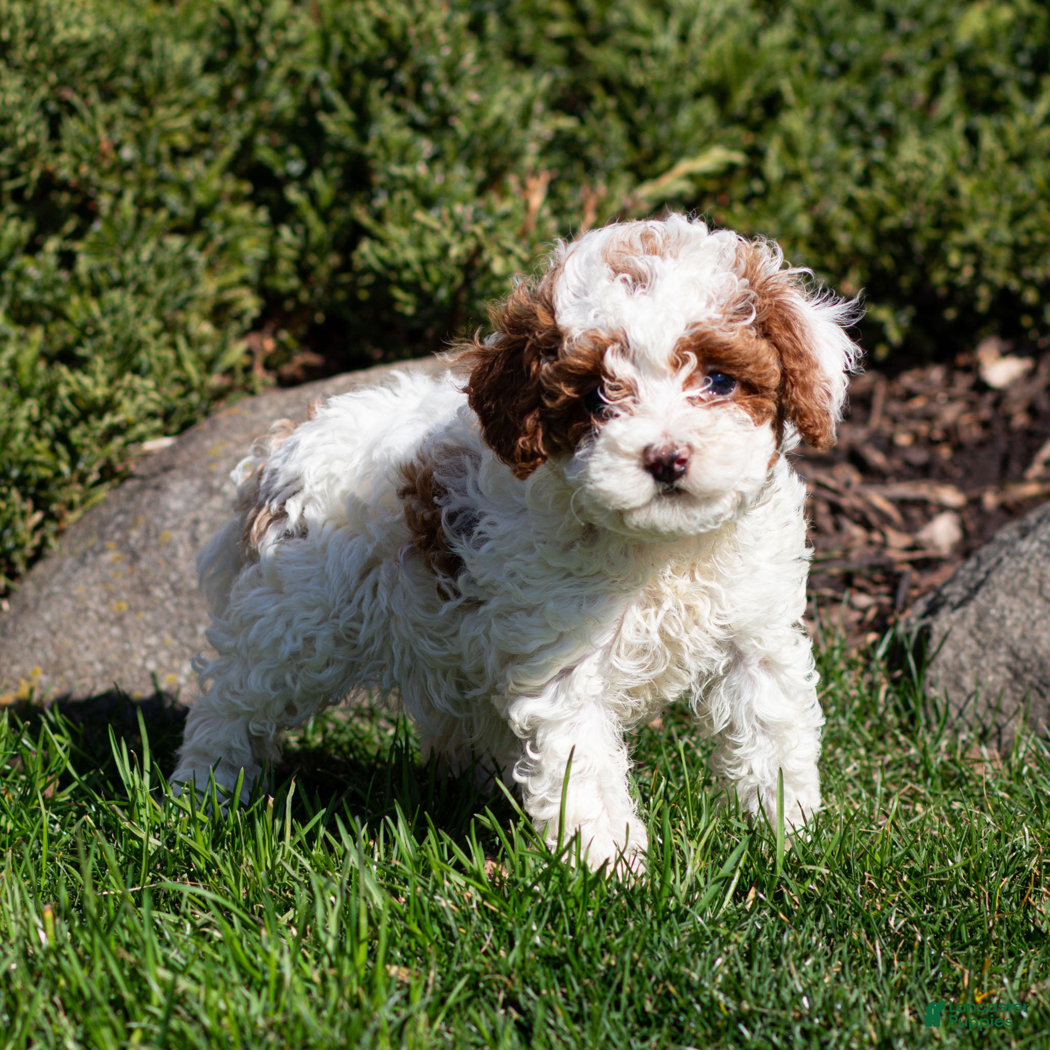Standard Poodle dogs Belle Poodle Puppy  - Ad 1