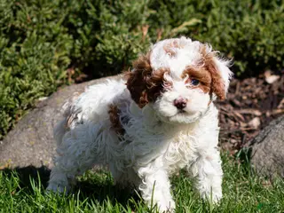 Toy Poodle dogs for sale: Belle Poodle Puppy - Ad 1