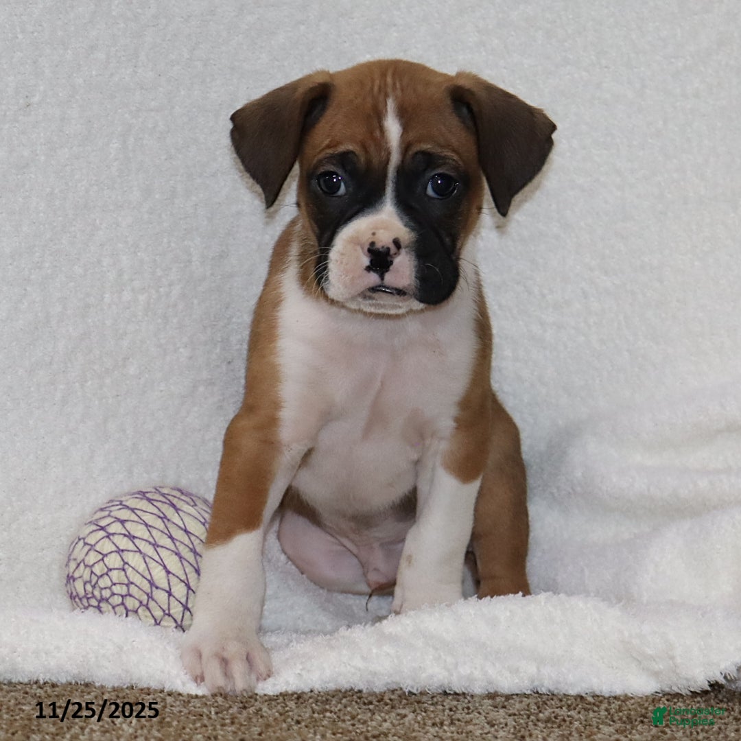 Mixed Breed dogs for sale: Louie - Ad 5