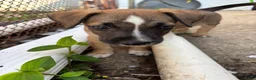 Mixed Breed dogs for sale: Mixed Breed 1 - Ad 4