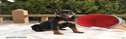 Miniature Pinscher dogs for sale: Tulip - Ad 3