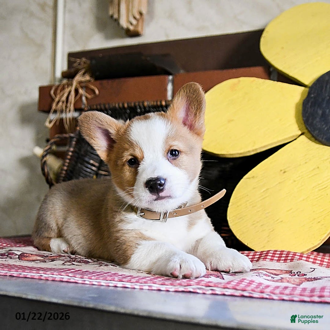 Welsh Corgi Pembroke dogs for sale: Diggy - Ad 2