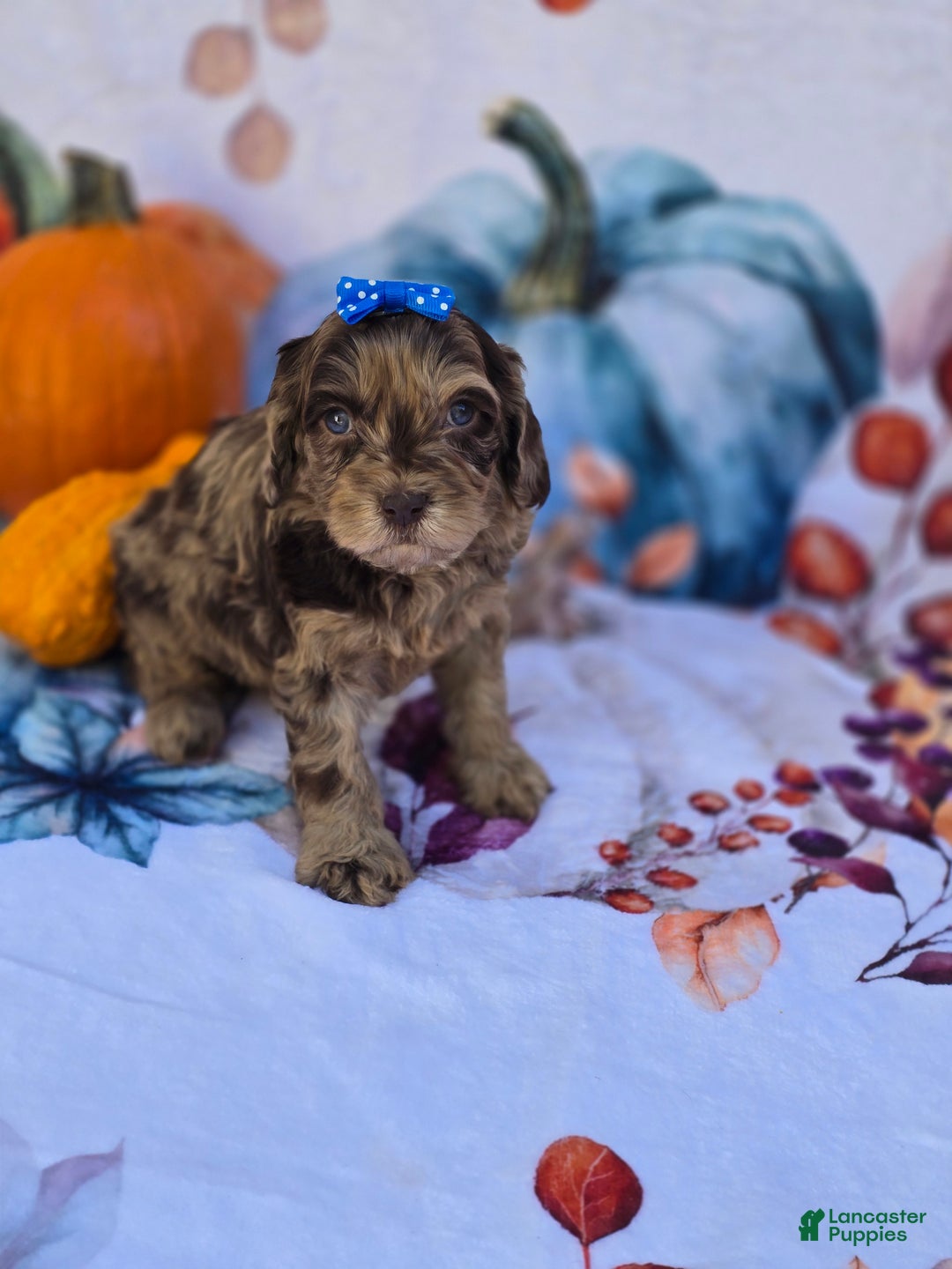 Mixed Breed dogs for sale: Prudence - Ad 14