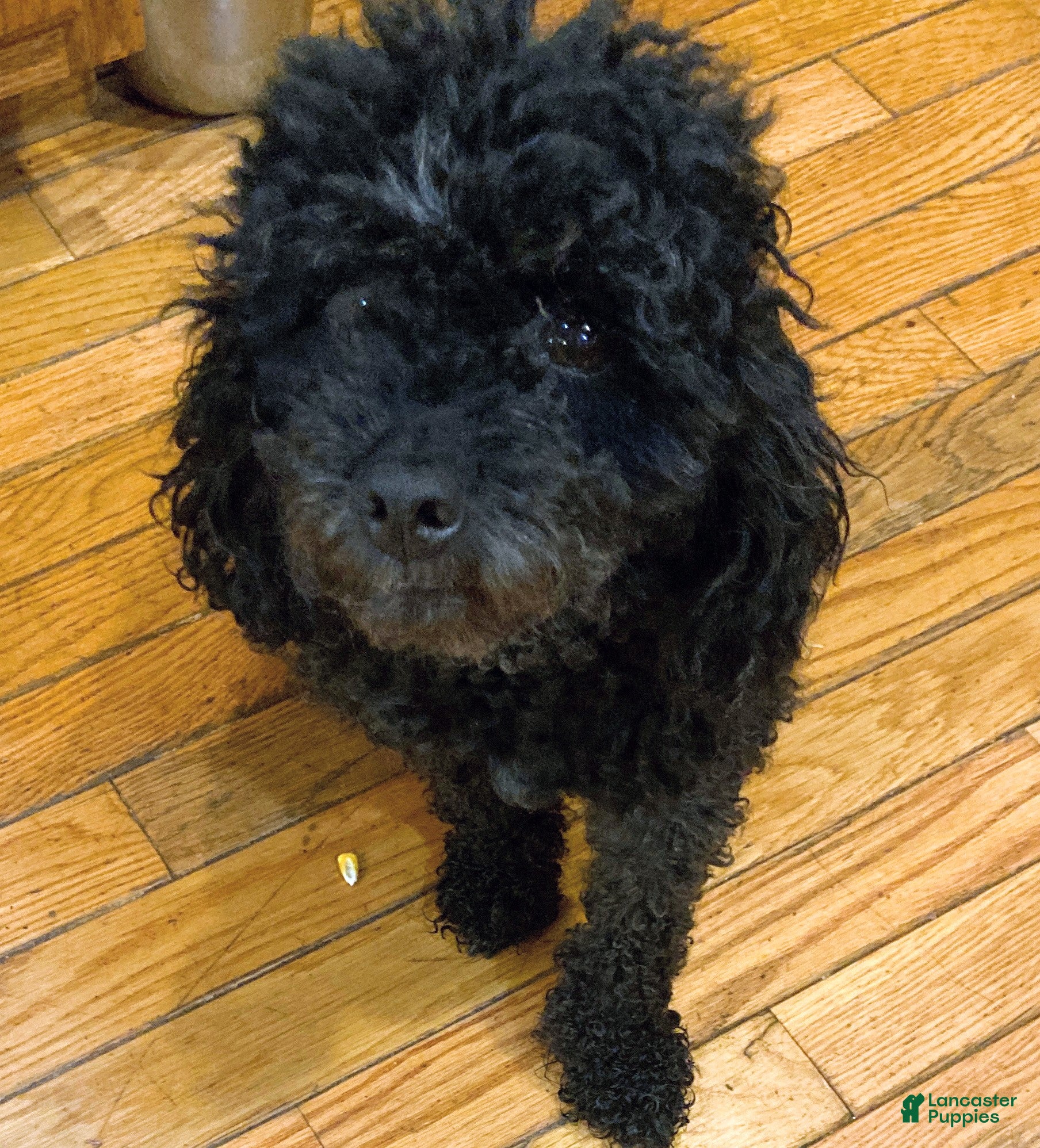 Miniature Poodle dogs Beauty - Ad 2
