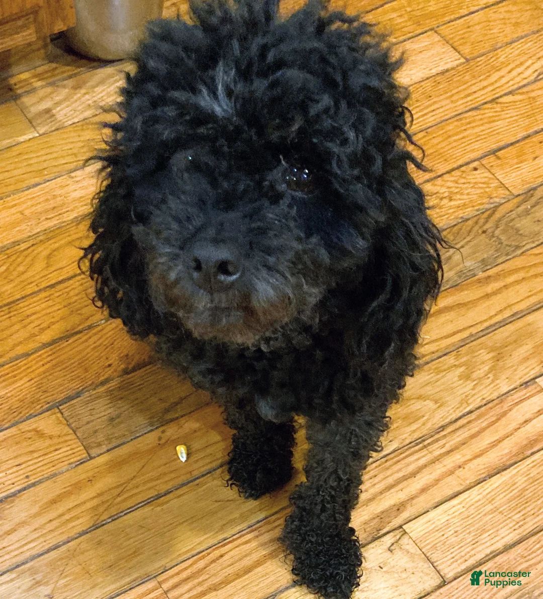 Miniature Poodle dogs for sale: Shanea - Ad 4