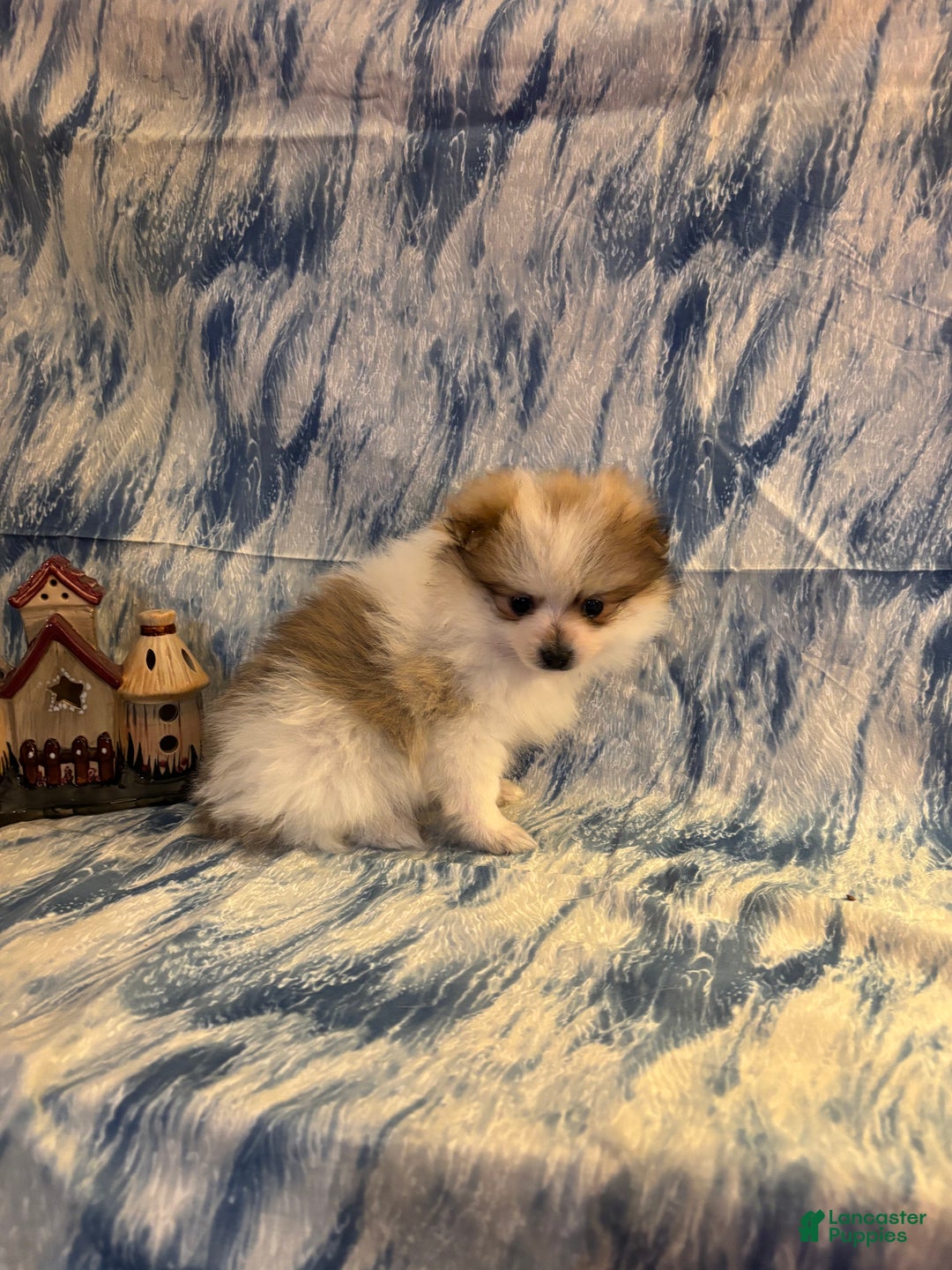 Pomeranian dogs for sale: Sully - Ad 2