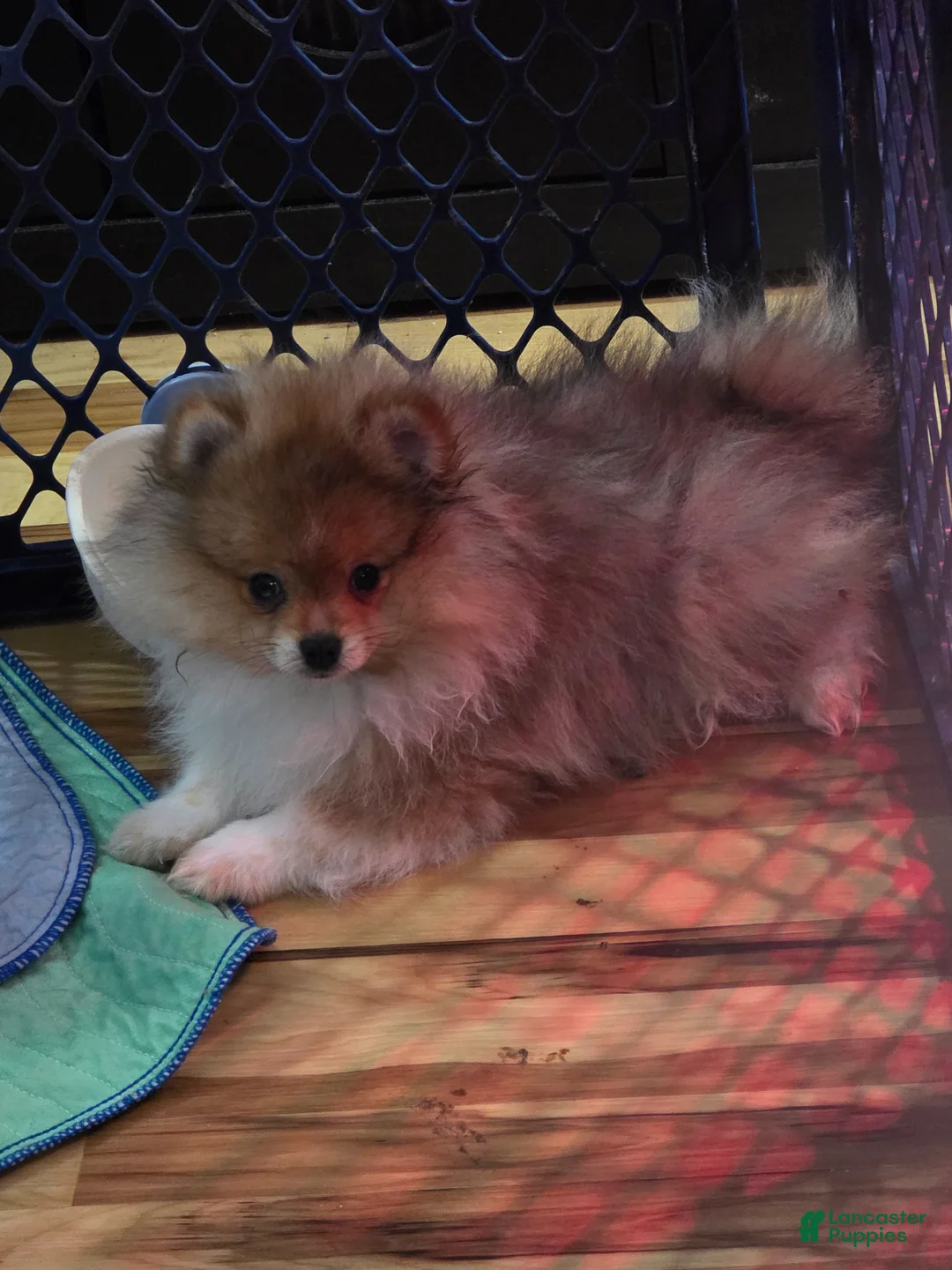 Pomeranian dogs for sale: Pomeranian Puppy 1 - Ad 2