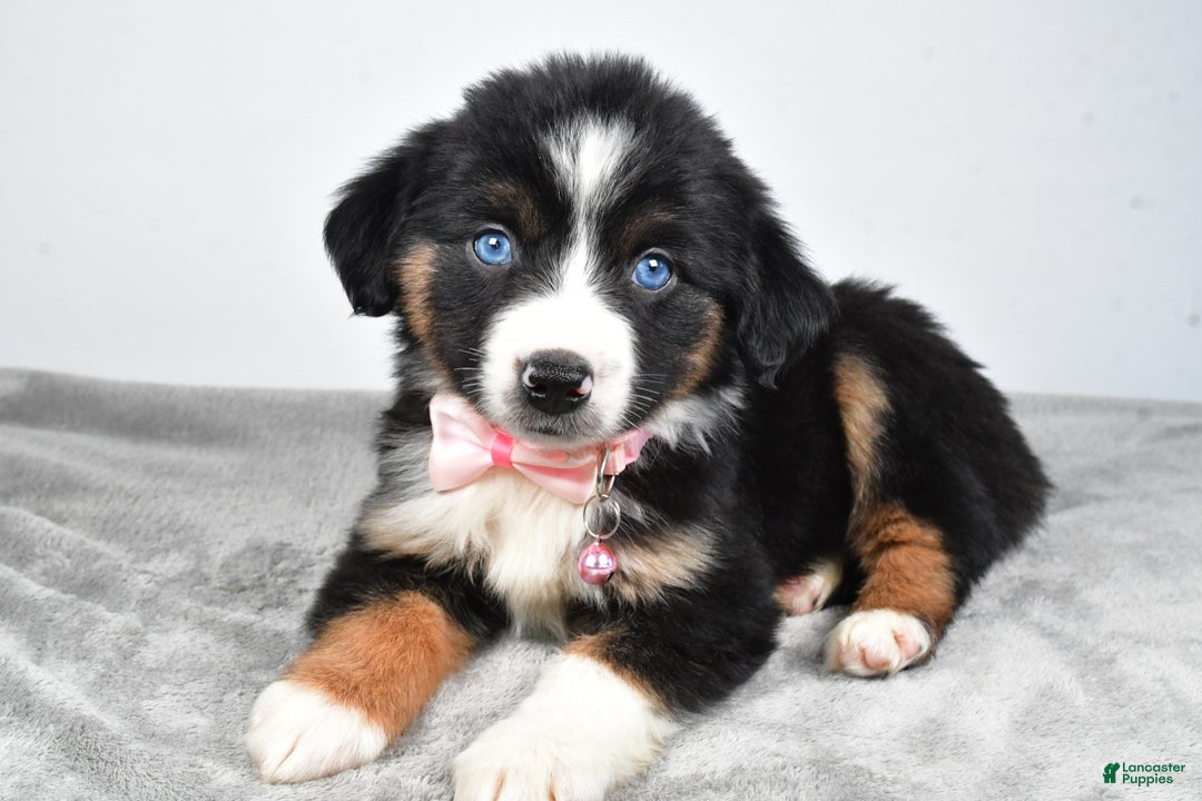 Miniature Australian Shepherd dogs for sale: Oriana - Ad 2