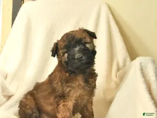 Soft Coated Wheaten Terrier dogs Tessa - Ad 33