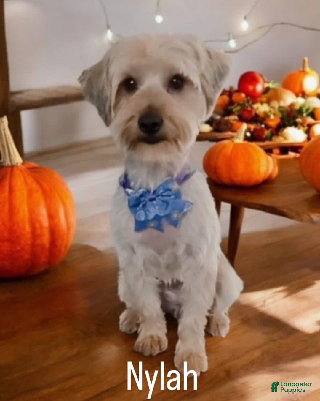 Yorkshire Terrier dogs for sale: Yorkshire Terrier Puppy 3 - Ad 2