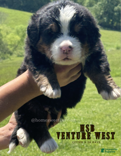 Bernese Mountain Dog dogs Bernese Mountain Dog Male 5 - Ad 35