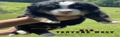 Bernese Mountain Dog Male 5
