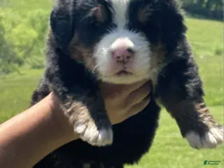 Bernese Mountain Dog dogs Bernese Mountain Dog Male 5 - Ad 35