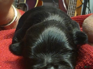 Malshi dogs Kole - Ad 4