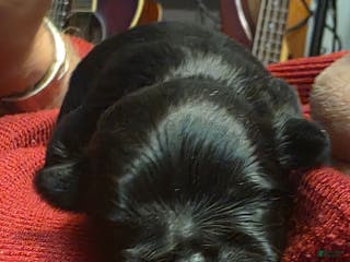 Malshi dogs Kole - Ad 9