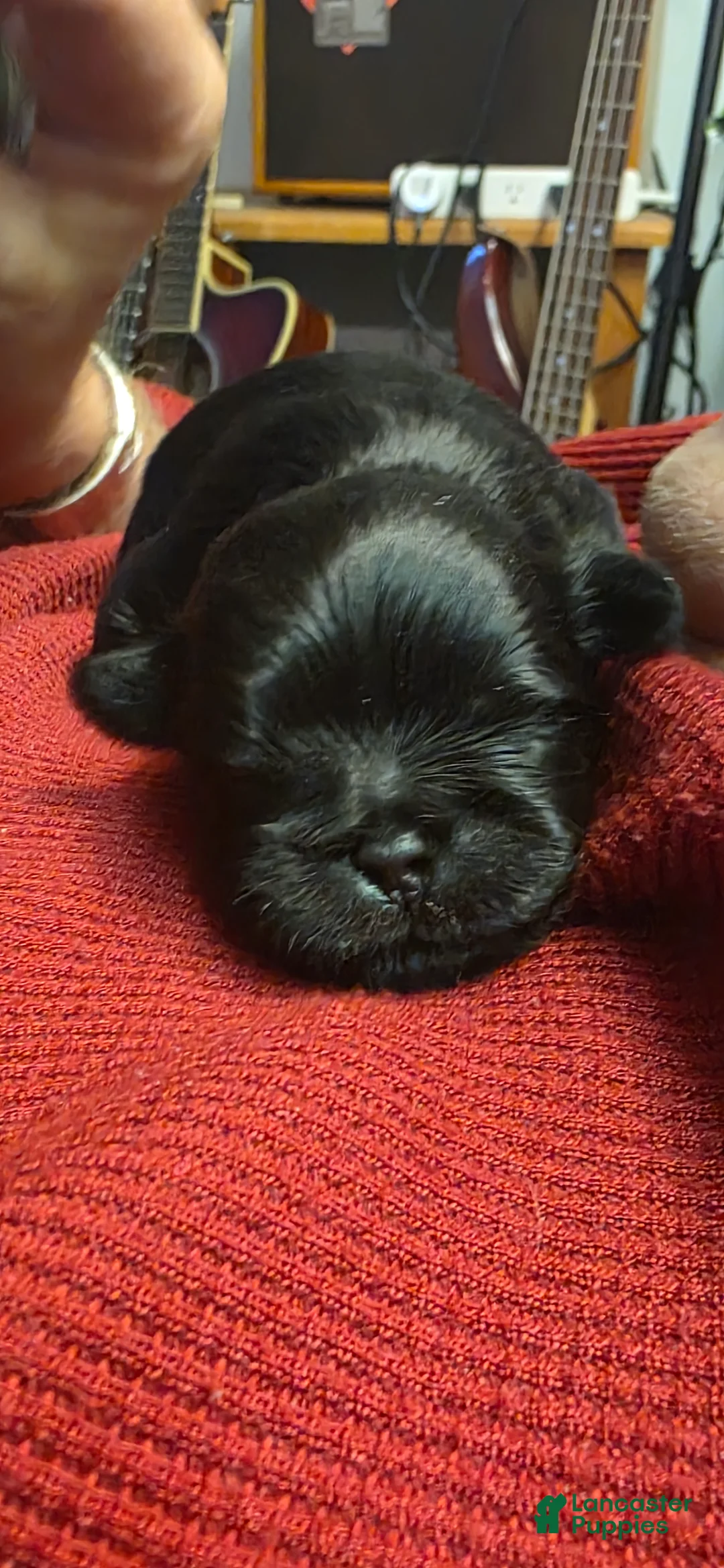 Malshi dogs for sale: Kole - Ad 2