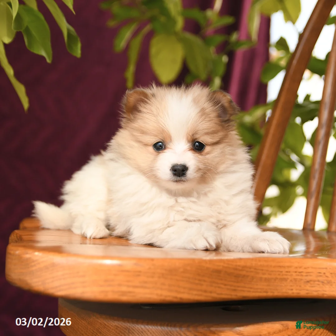 Pomeranian dogs for sale: Inspire - Ad 5
