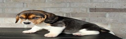 Beagle dogs for sale: Pinto - Ad 8