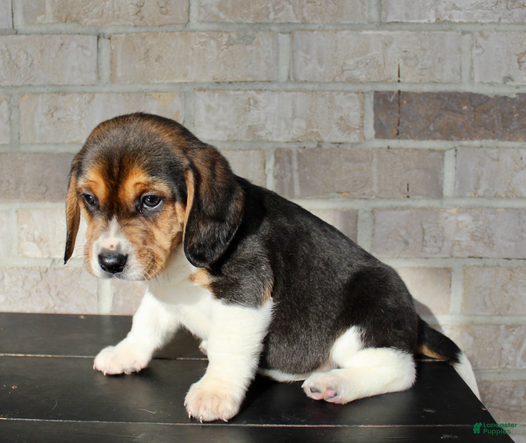 Beagle dogs for sale: Pinto - Ad 8