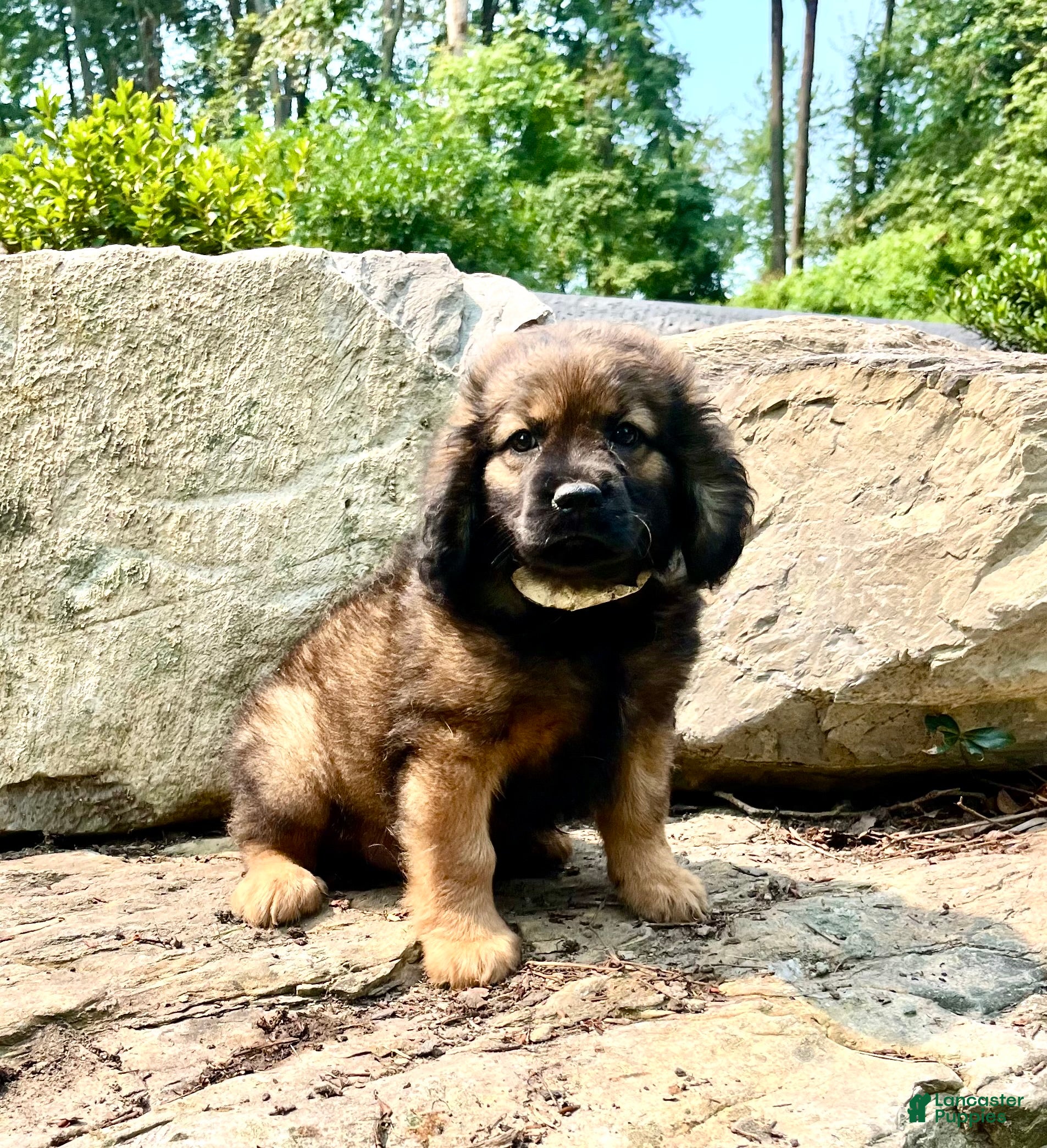 Mixed Breed dogs Lil Otter❤️AKC Cocker Spaniel🐾American Eskimo🐶15pds at Maturity - Ad 1