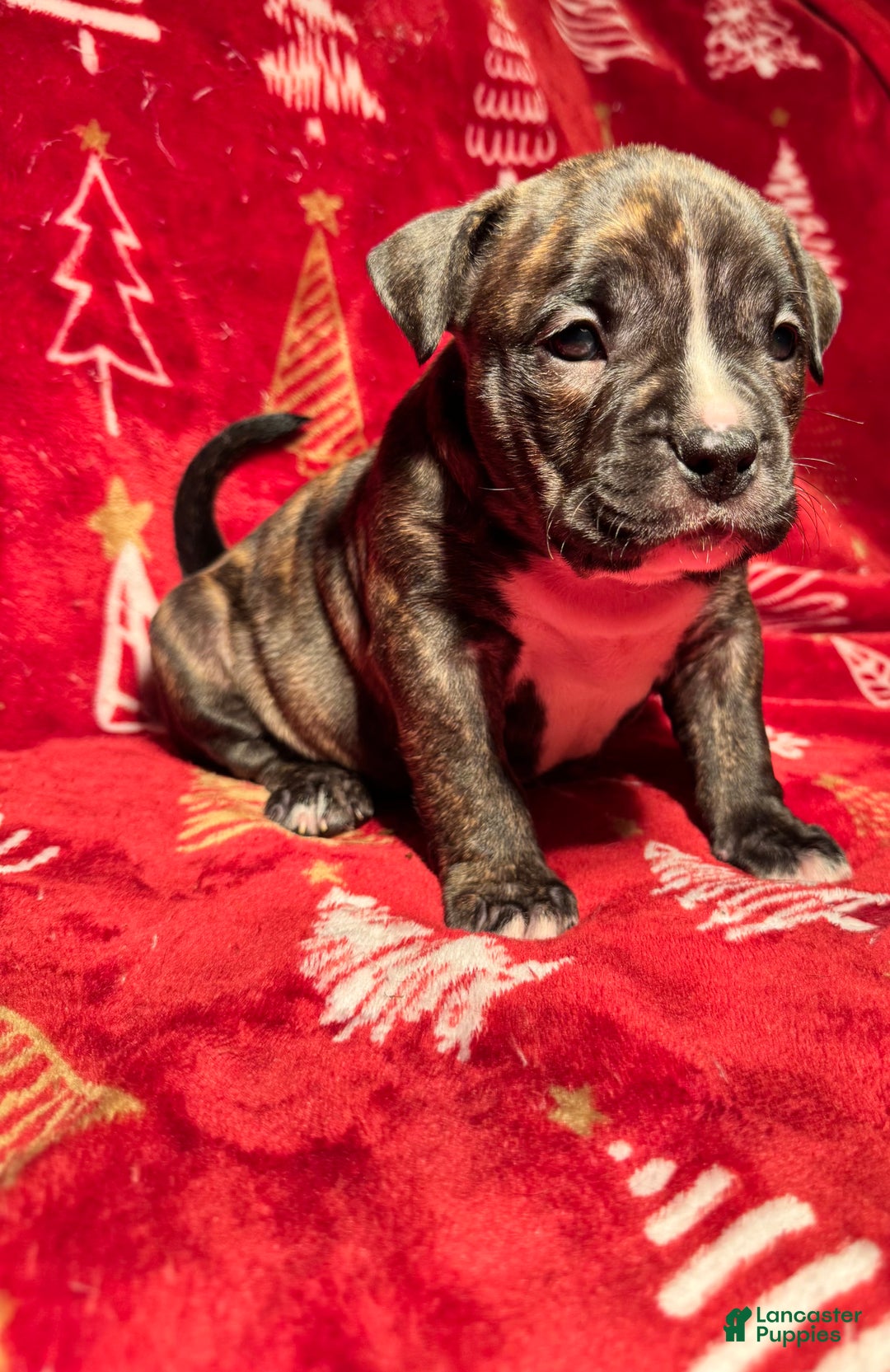 American Bully dogs for sale: American Bully Puppy 9 - Ad 3