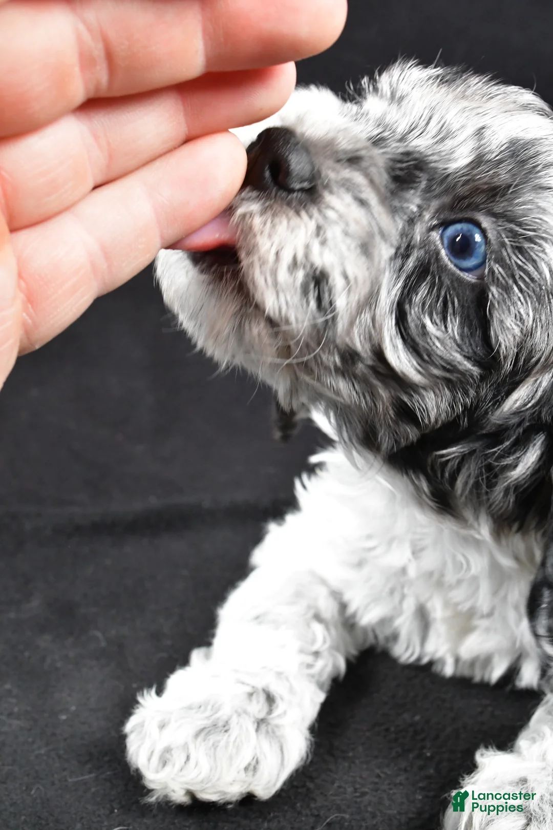 Cockapoo dogs for sale: Dante - Ad 6