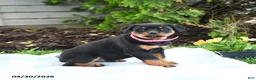 Rottweiler dogs for sale: Victoria - Ad 2