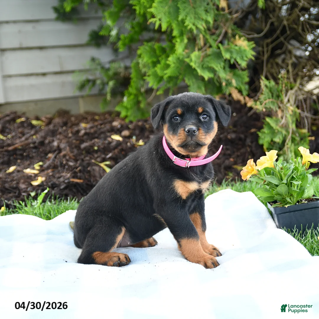 Rottweiler dogs for sale: Victoria - Ad 2