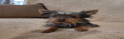 Pomchi dogs for sale: Monte - Ad 9