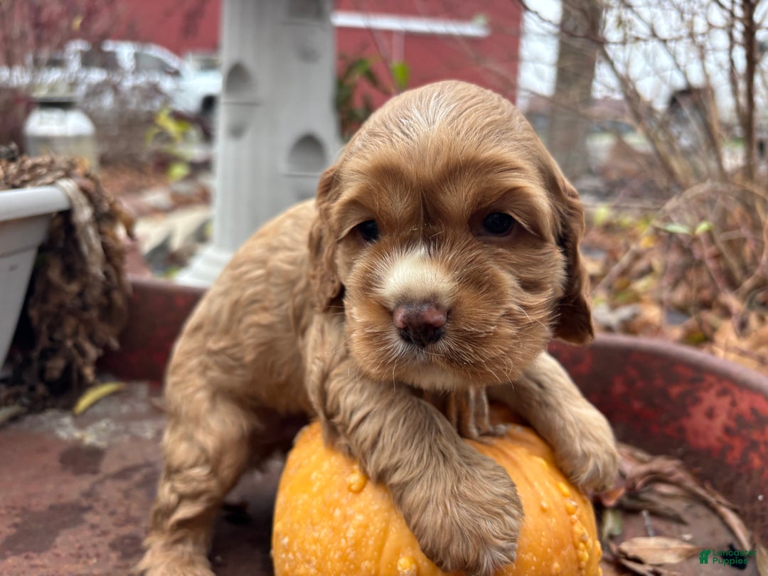 Cocker Spaniel dogs for sale: Dexter - Ad 5
