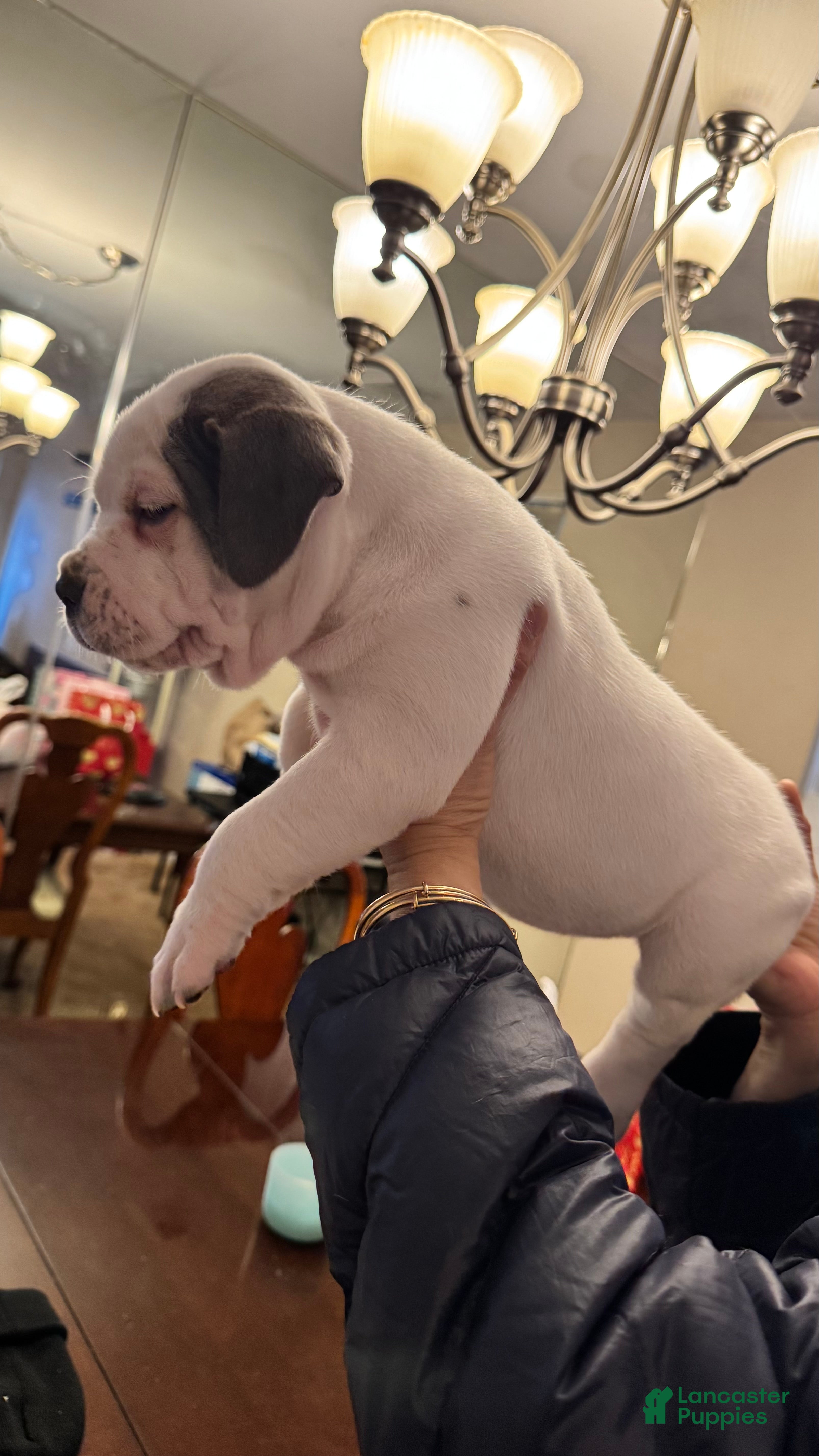 American Bully dogs American Bully Puppy BLANCA - Ad 1
