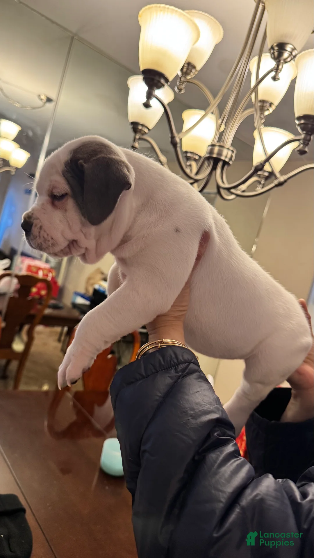American Bully dogs for sale: American Bully Puppy BLANCA - Ad 1