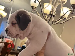 American Bully dogs for sale: American Bully Puppy BLANCA - Ad 2