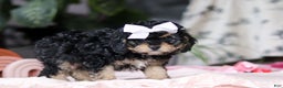 Cavapoo dogs for sale: Blaire - Ad 5